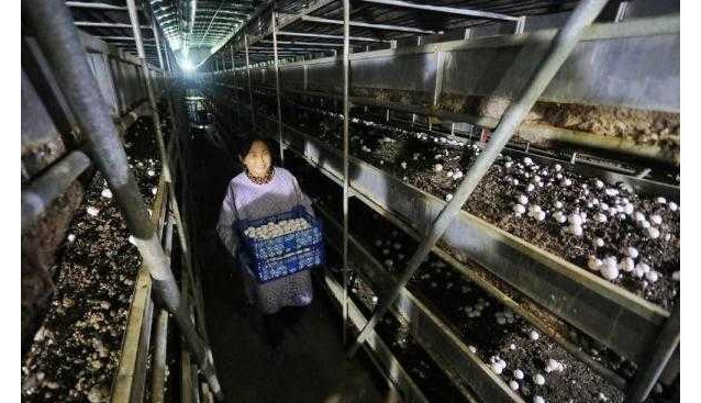 山東泰安：300多畝生產(chǎn)基地，年產(chǎn)雙孢菇4000多噸