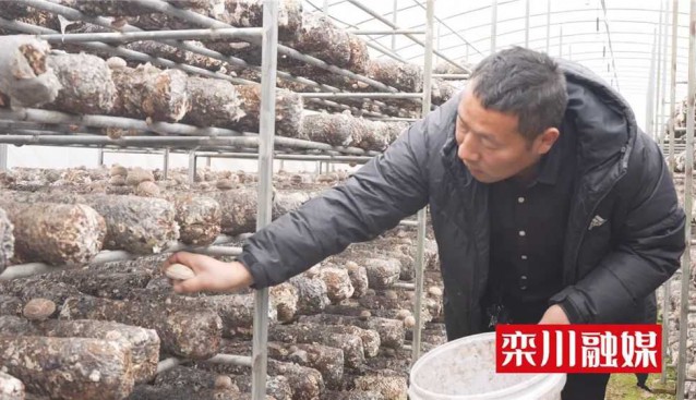 河南欒川：紙房村食用菌基地干菇總產值120多萬元