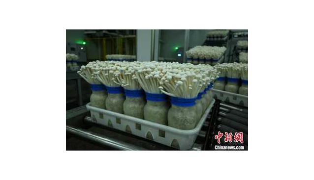 千里之緣一“鮮”牽，重慶產(chǎn)白玉菇遠(yuǎn)銷東南亞