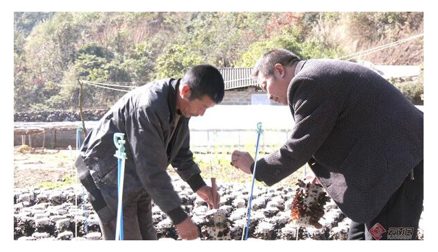 云南文山：基地黑木耳長勢(shì)喜人，已采收2茬