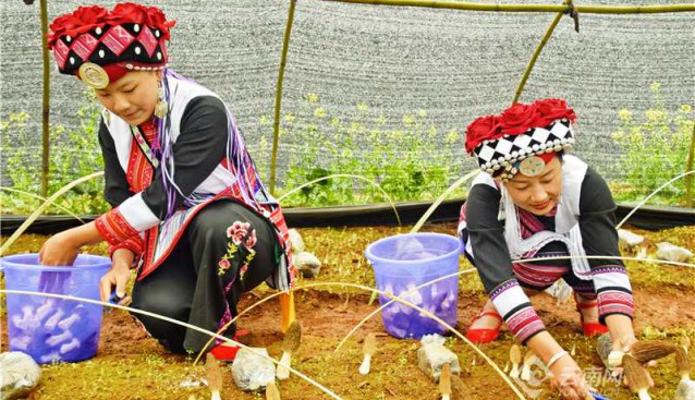 云南彌勒：阿細(xì)姑娘采菌忙