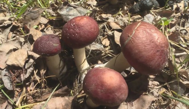 八十七團(tuán)：林下種植大球蓋菇，解決土地閑置問(wèn)題