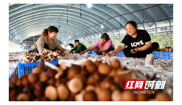 湖南常寧：雙溪村引進茶樹菇，鋪開致富路