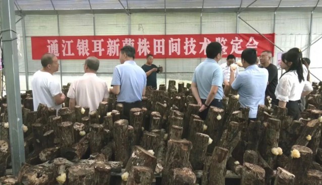 重大突破！通江銀耳新菌株面世