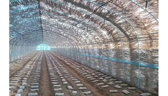 山東臨清：賈牌村引進羊肚菌種植，鋪就“新菌路”