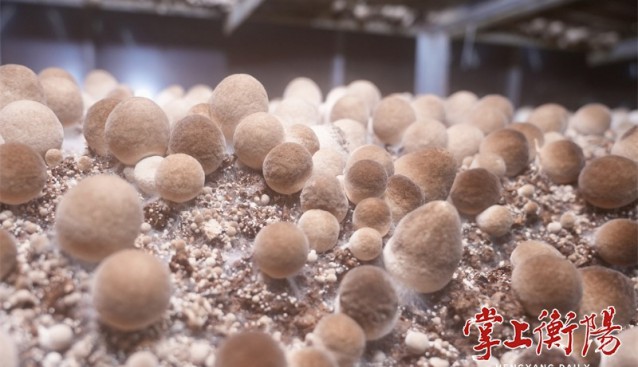 湖南衡陽(yáng)“衡云”食用菌基地草菇采收