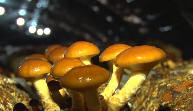遼寧岫巖龍?zhí)舵?zhèn)：大力發(fā)展食用菌種植產業(yè)