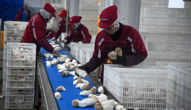 四川如珍食用菌開足馬力生產(chǎn)，日產(chǎn)杏鮑菇70余噸