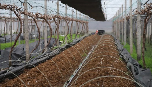 葡萄架下套種大球蓋菇，畝均增收6萬元