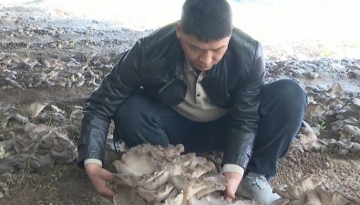 河南中牟：村民種“靈芝菇”，每茬畝產突破2萬斤