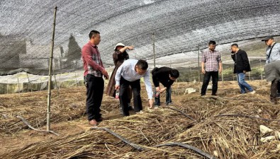 長裙竹蓀新品種田間技術鑒定會在四川長寧舉行