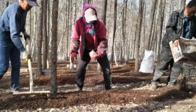 內(nèi)蒙古美林鎮(zhèn)：千畝赤松茸開(kāi)啟黃金栽植季
