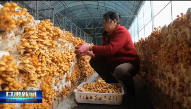 甘肅清水縣：已建成40個(gè)食用菌產(chǎn)業(yè)園