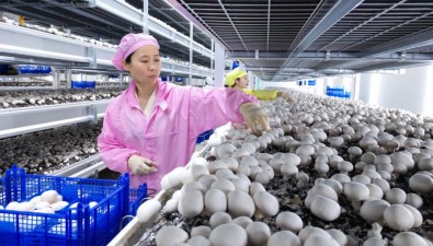 湖北眾興菌業(yè)：達(dá)產(chǎn)后日產(chǎn)雙孢菇60噸