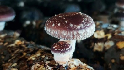浙江慶元縣成功馴化兩個(gè)香菇新菌株