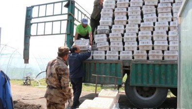 首批35000包！白背毛木耳進大棚，預計7月迎來首茬采收