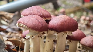 林下生金！福建東田赤松茸畝產(chǎn)破4000斤