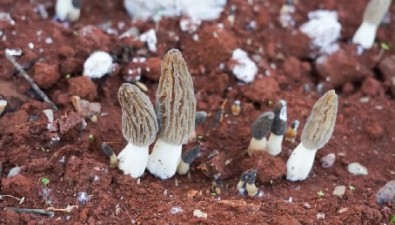 羊肚菌、虎掌菌、赤松茸……云南安寧菌香四溢