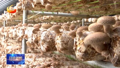 菌棒住進“數字房”，解碼山西交口縣食用菌科技振興路