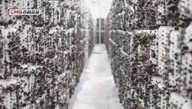 吉林汪清：黑木耳首輪收獲，種植新模式提質增效
