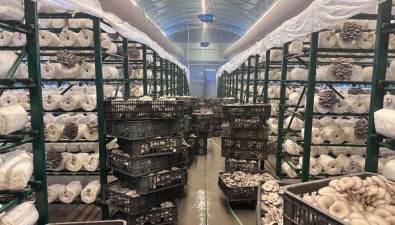 “香菇車間”變身“平菇工廠”，菌包“減肥”成功，收益劇增