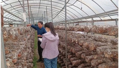 陜西商洛集中開展食用菌質量安全專項監(jiān)測