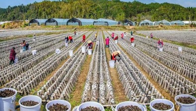 菌包成活率提升至98%以上！村企同建“共富菌”