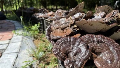 江西分宜縣鈐北生態(tài)林場富硒紫靈芝喜獲豐收