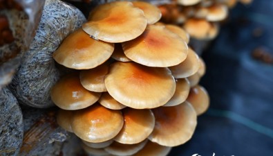 甘肅卓尼縣：10個鄉(xiāng)鎮(zhèn)食用菌種植面積達1萬多畝