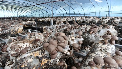 反季香菇市場低迷、種植戶賠錢，原因淺析