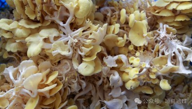 山西垣曲：食用菌種植基地榆黃蘑進(jìn)入豐產(chǎn)期