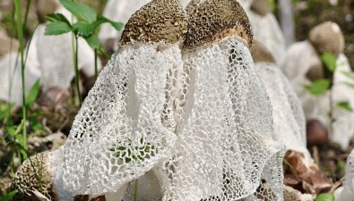 每畝效益10000-12000元，竹蓀種植基地實(shí)現(xiàn)高效栽培