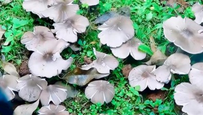云南一派出所連續(xù)36年長(zhǎng)出雞樅菌，藏著什么秘密？