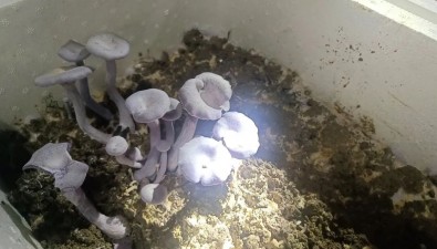 福建古田成功引種花臉香蘑，填補(bǔ)紫色食用菌人工栽培空白