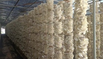 陜西勉縣楊莊村：菌菇鋪富路，產(chǎn)業(yè)興鄉(xiāng)村