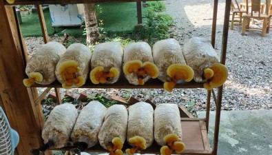 成都雙流林下套種竹蓀、靈芝首獲成功