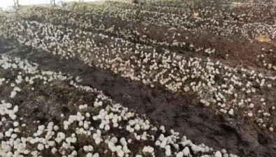 玉米芯地栽草菇新技術(shù)，破解農(nóng)閑季設(shè)施大棚利用難題