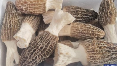 甘肅鎮(zhèn)原臨涇鎮(zhèn)食用菌種植示范基地實現(xiàn)規(guī)?；N植