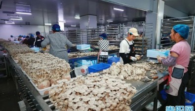 年產(chǎn)值將突破8000萬(wàn)元！“菌菇之約”背后的貴陽(yáng)“加速度”