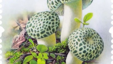 “國家名片”上新！印上特種郵票的“四菌子”你認(rèn)識(shí)嗎？