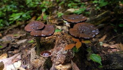 福建武平縣：積極推廣新技術(shù)，靈芝面積達(dá)4.56萬畝