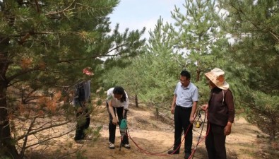 陜西榆林：萬(wàn)畝樟子松基地菌根食用菌培育取得重要成果
