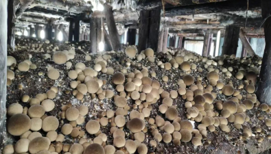 “偉創(chuàng)菌”牌草菇喜獲“2025浙江好菌菇”金獎
