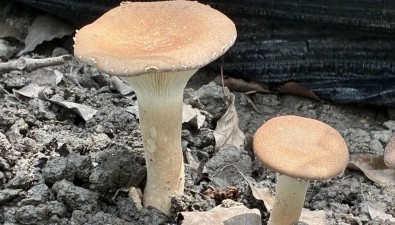 不怕熱，臉盤一樣大的豬肚菇出菇啦