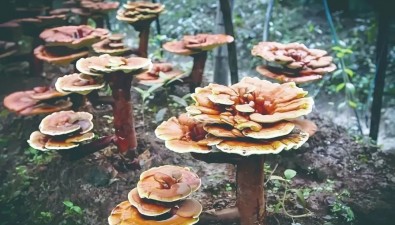 年產(chǎn)值超5億元  旌德縣靈芝種植基地規(guī)模達(dá)8000畝