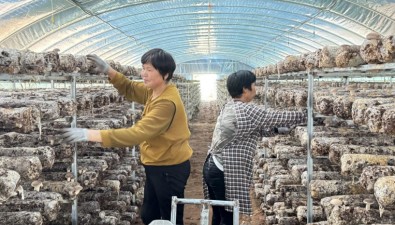內(nèi)蒙古：鄂爾多斯市伊金霍洛旗札薩克鎮(zhèn)壕賴柴達(dá)木村新建26棟香菇大棚