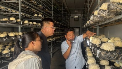科技“涼”策送菇棚，濟(jì)寧市農(nóng)科院食用菌創(chuàng)新團(tuán)隊(duì)護(hù)航夏季食用菌生產(chǎn)