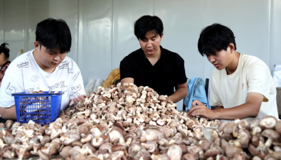 甘肅：臨澤縣年產(chǎn)香菇達3800噸以上
