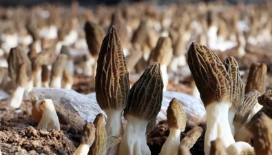 【直播預(yù)告】“羊肚菌種植關(guān)鍵技術(shù)及風(fēng)險(xiǎn)防控措施”8月28日開(kāi)啟