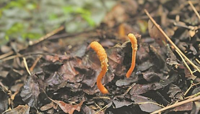 湖北襄陽(yáng)保康境內(nèi)首次發(fā)現(xiàn)北冬蟲(chóng)夏草